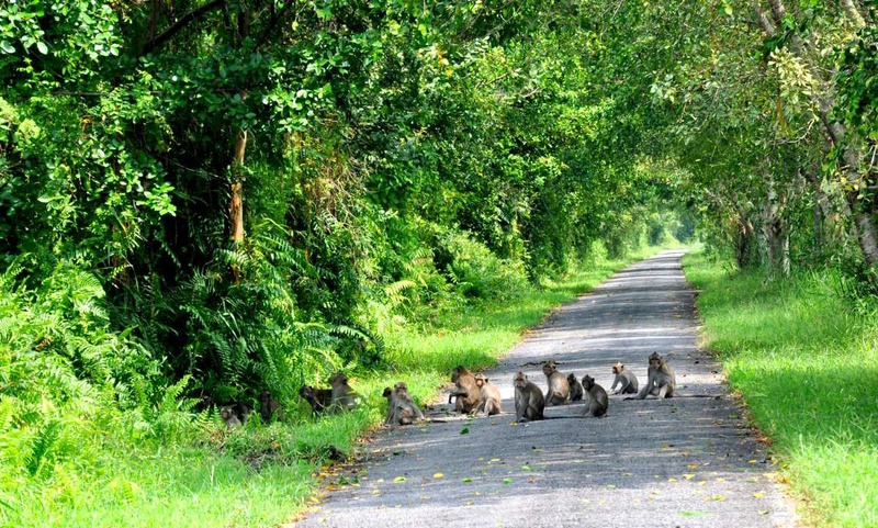 VQG Phú Quốc là nơi cư trú yêu thích của bầy khỉ