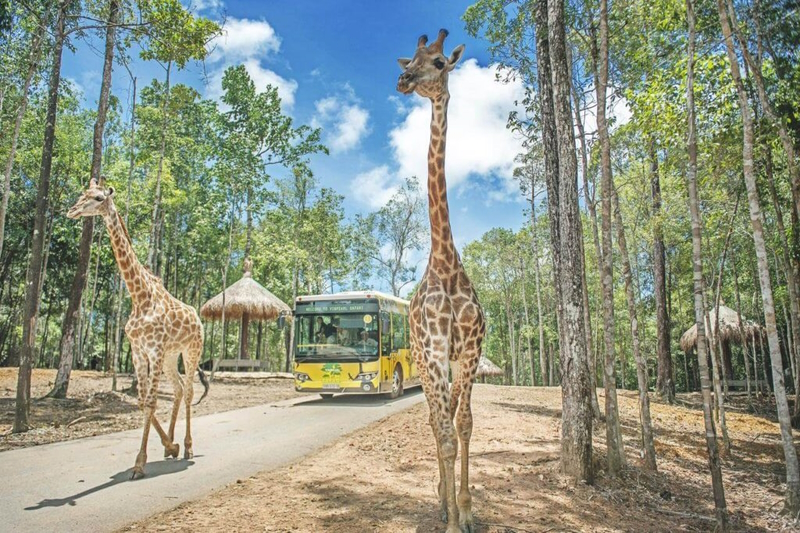 Hòa mình vào thiên nhiên hoang dã ở Vinpearl Safari Phú Quốc 